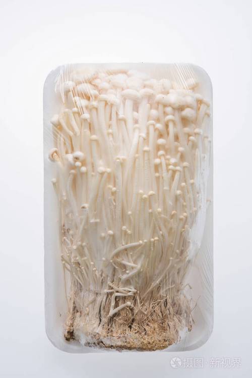 白色背景下的金针菇 一束金针，百味人间