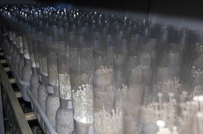 科技赋能产业升级 襄樊首条瓶栽金针菇工厂化生产线投产纪实